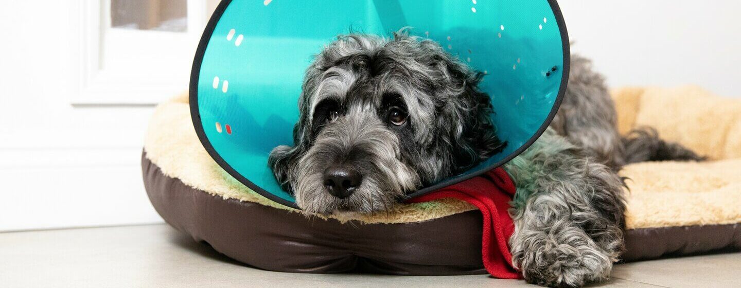 Can dogs sleep in cones shop